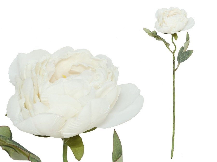 [150022] VARA PEONIA DRIED BLANCO 50 CM