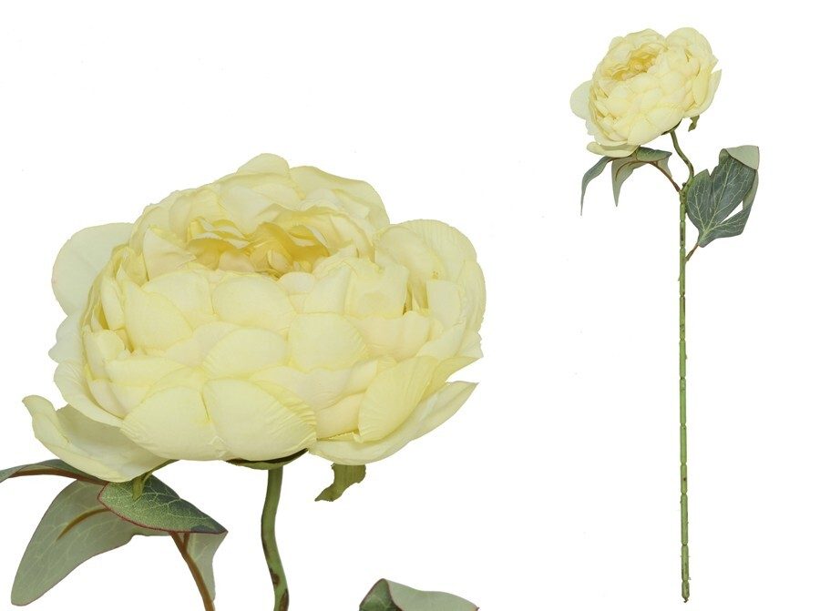 [150023] VARA PEONIA DRIED AMARILLO 50 CM