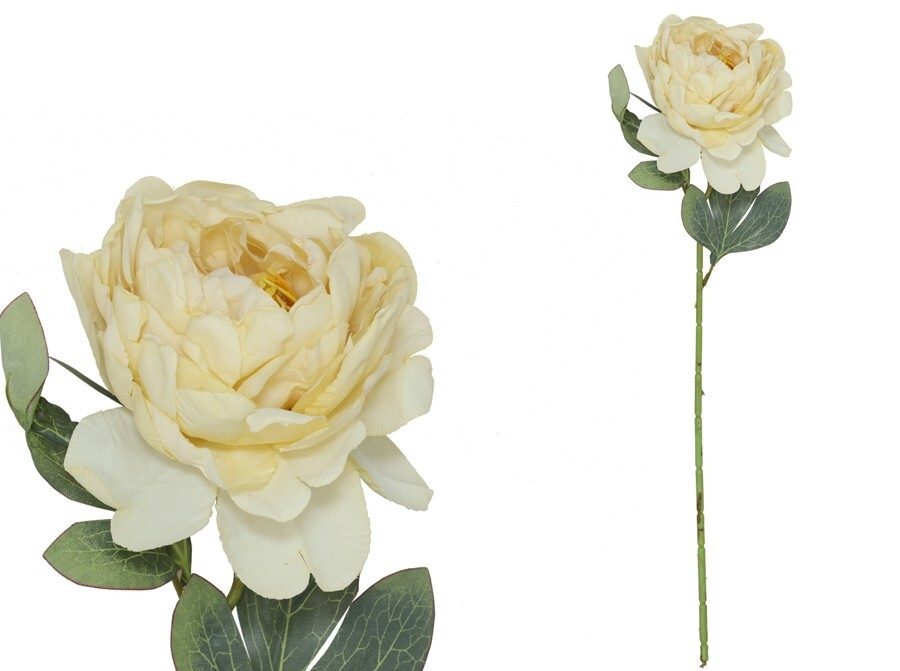 [150024] VARA PEONIA DRIED OCRE 50 CM