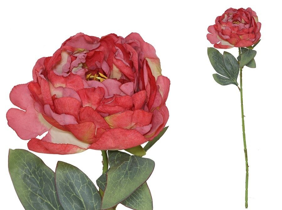 [150025] VARA PEONIA DRIED ROJO 50 CM
