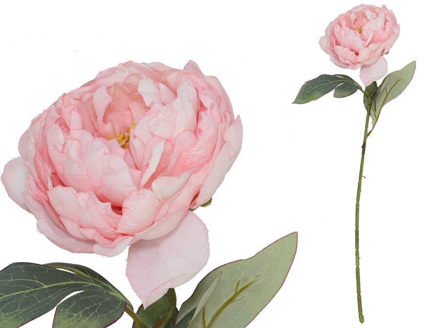 [150026] VARA PEONIA DRIED ROSA 50 CM