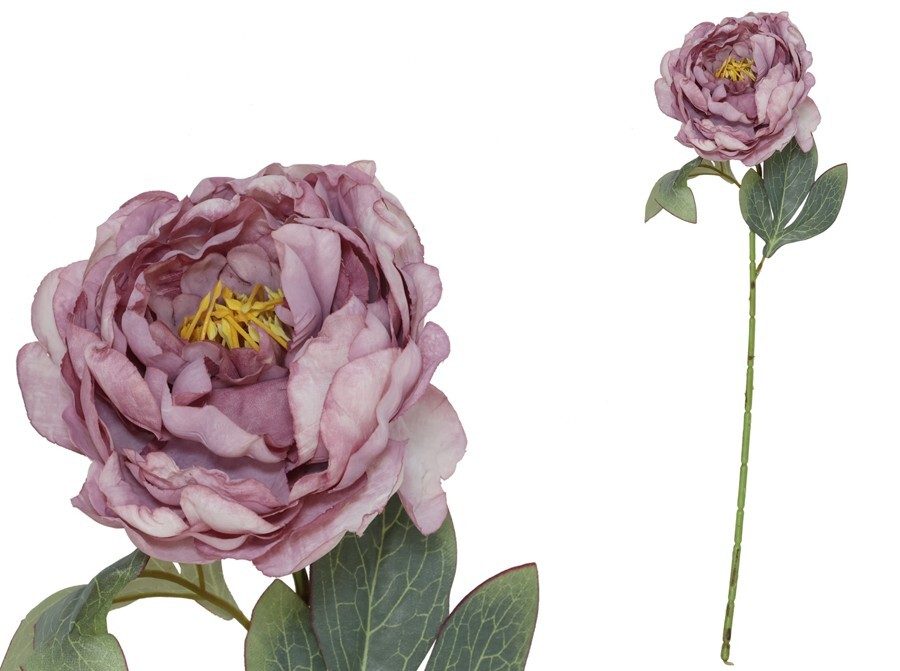 [150027] VARA PEONIA DRIED VIOLETA 50 CM