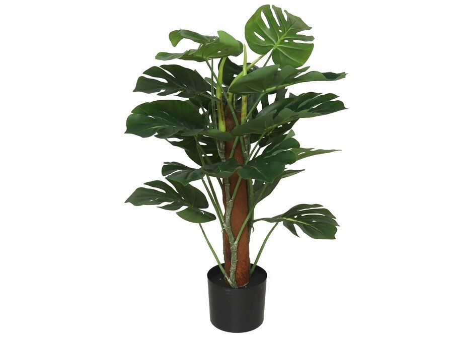[142123] PLANTA MONSTERA COCO 75 CM